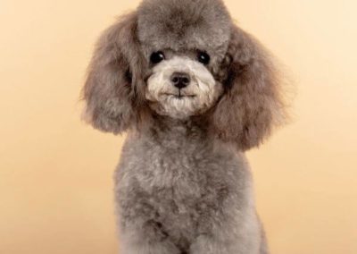 poodle sitting on a stool