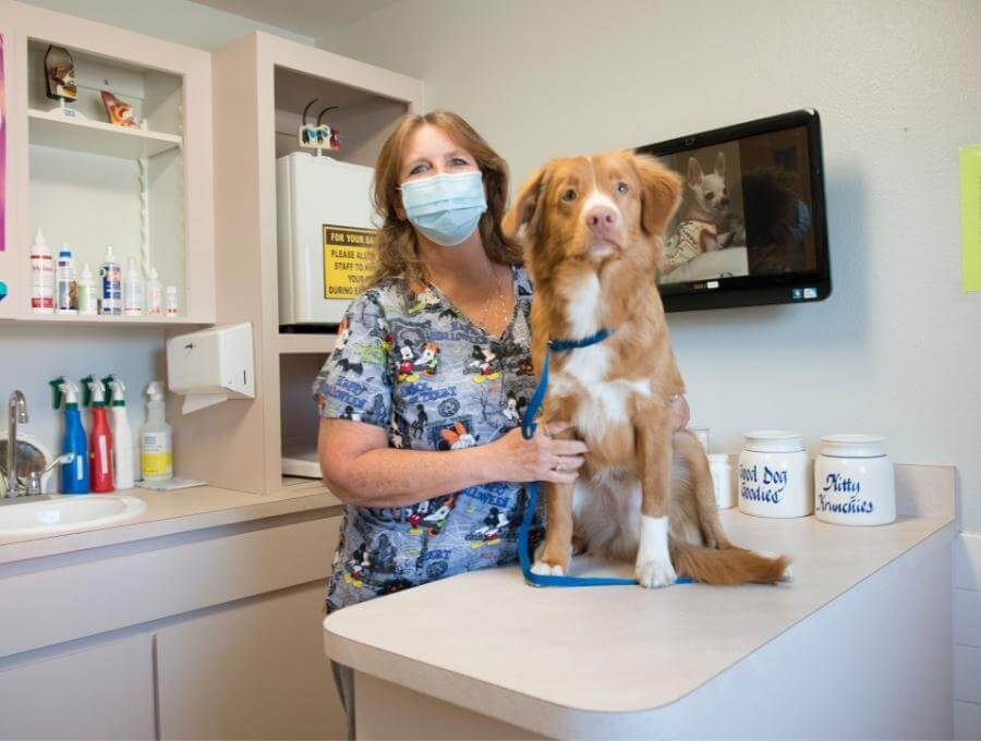 Animal Medical Clinic of Spring Hill Reviews