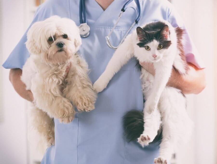 Animal Medical Clinic of Spring Hill veterinary team