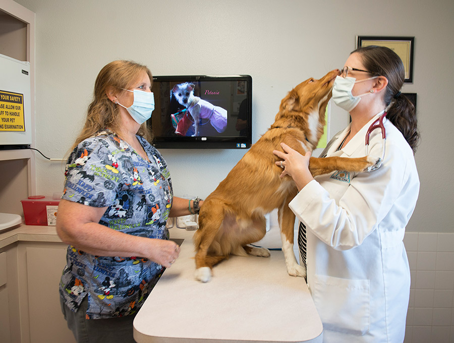 Animal Medical Clinic of Spring Hill Reviews
