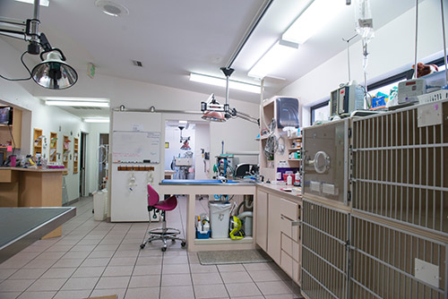 Animal Medical Clinic of Spring Hill exam room