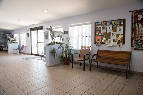 Animal Medical Clinic of Spring Hill waiting area