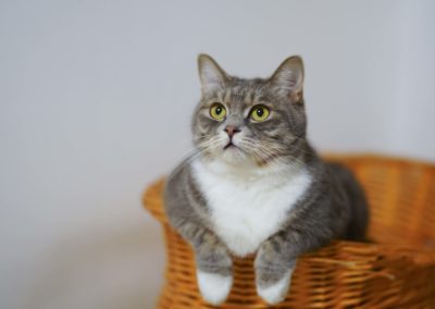 cat sitting on a basket