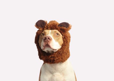 pitbull wearing bear mask